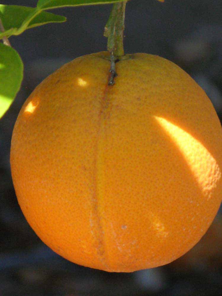              Fruit (Riverside, CA)       